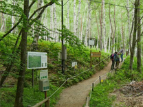 Suzuran Colony (Wild Lily Valley)