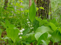 Suzuran Colony (Wild Lily Valley)
