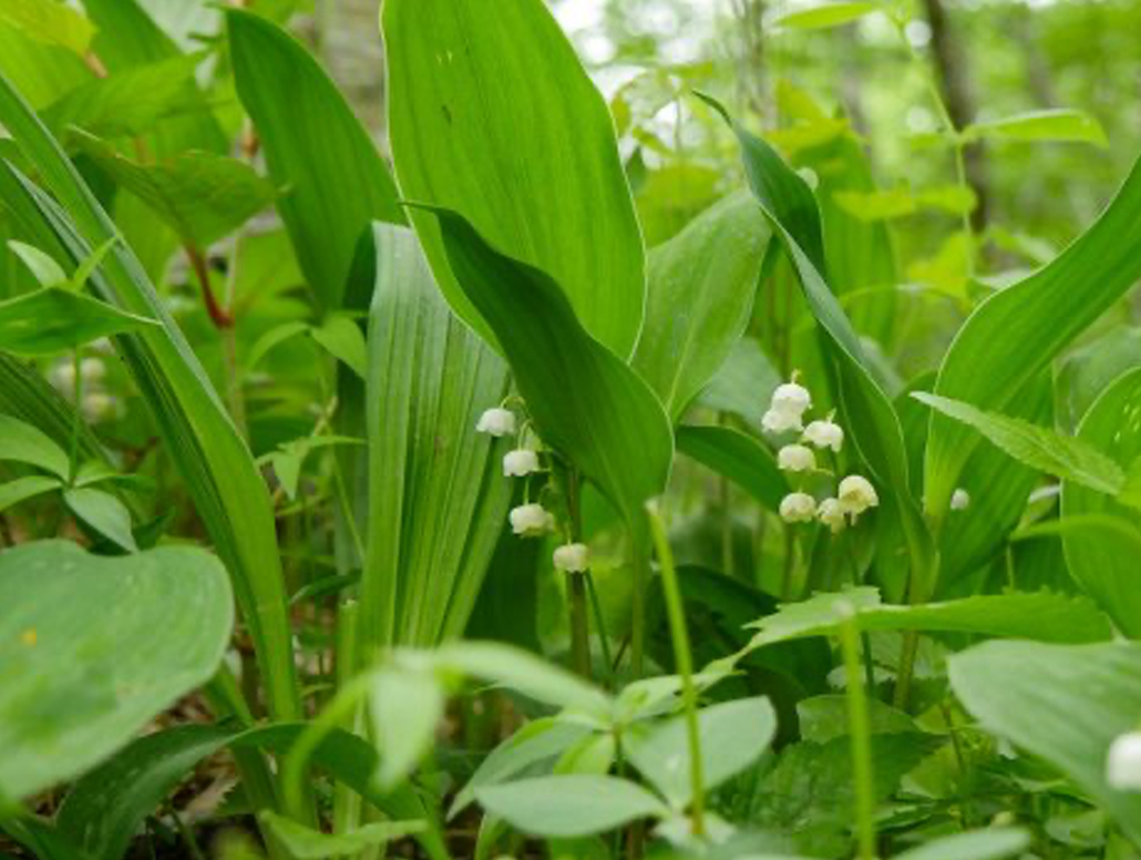 Suzuran Colony (Wild Lily Valley)